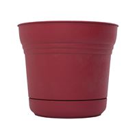 Bloem SP0512 Planter, 5 in H, 4-1/2 in W, Polypropylene, Union Red, Pack of 12 