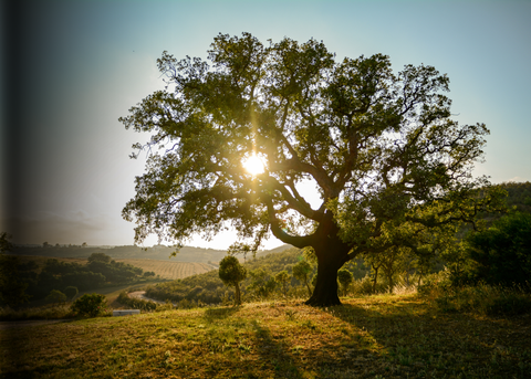 Featured Lumber: The Mighty Oak