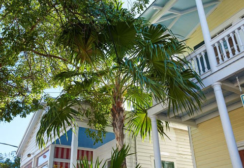 Dade County Pine - This Old House