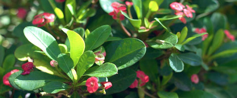 LAWN & GARDEN SUPPLY