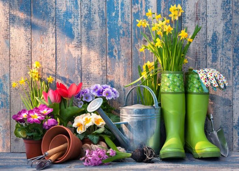 Start a Beautiful Florida Winter Garden