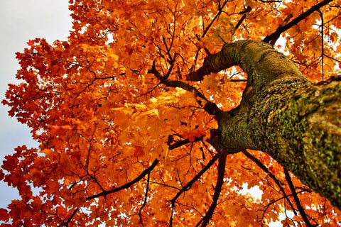 Featured Lumber: Hard Maple