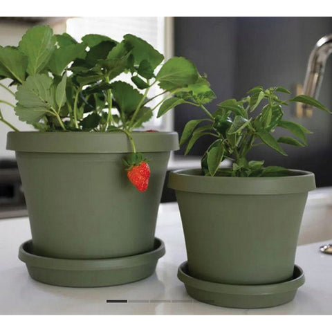 Bloem Terrapot Thyme Green Resin Traditional Planter 10.7 in. H x 12 in. W