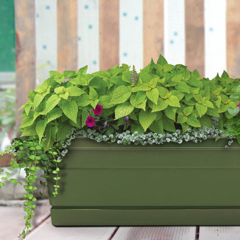 Bloem Terrabox Terracotta Clay Resin Traditional Tray 1.2 in. H x 18 in. W