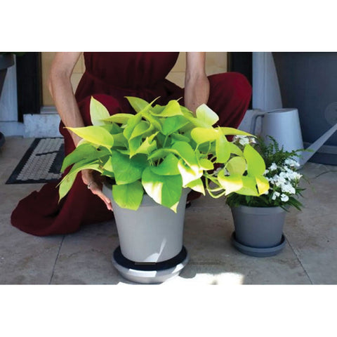 Bloem Terratray Thyme Green Resin Traditional Tray 1.2 in. H x 6 in. W