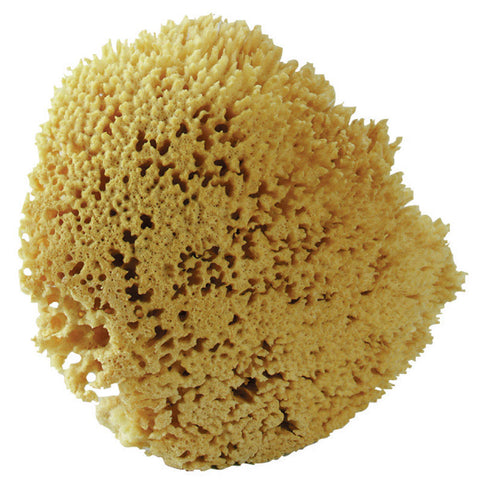 Acme The Natural Sea Wool Sponge 7 in. L x 8 in. W 1 pk