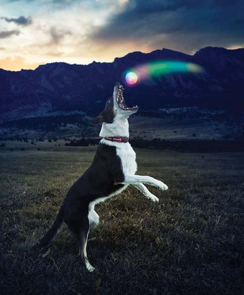 Nite Ize GlowStreak Series GSB-07-R7 Dog Toy, Ball