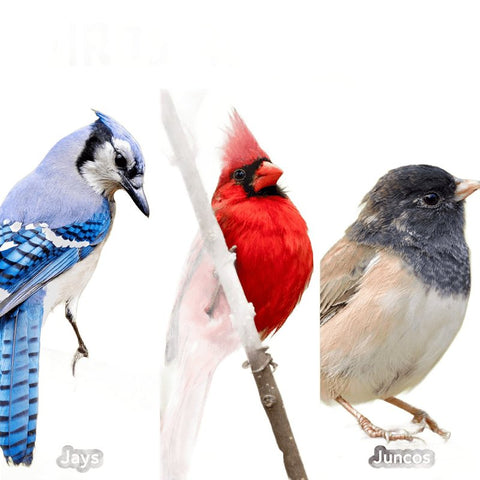 Audubon Park 15529 Blend with Millet and Sunflower Seed Wild Bird Food, 20 lb