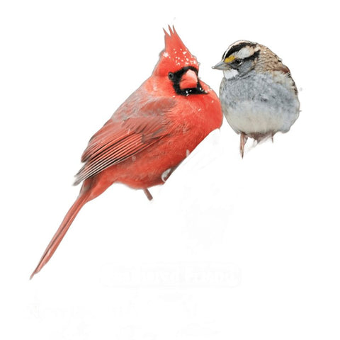 Feathered Friend Favorite 14389 Sunflower Seed Wild Bird Food, 20 lb, All-Purpose, Blended, Seed, Bag