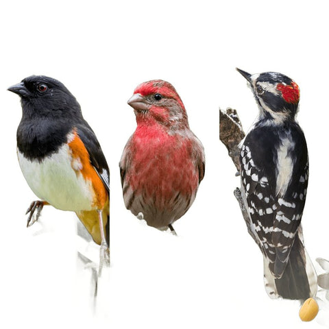 Feathered Friend Birdsnack 14390 Sunflower Seed Wild Bird Food, 5 lb, Blended, Bag
