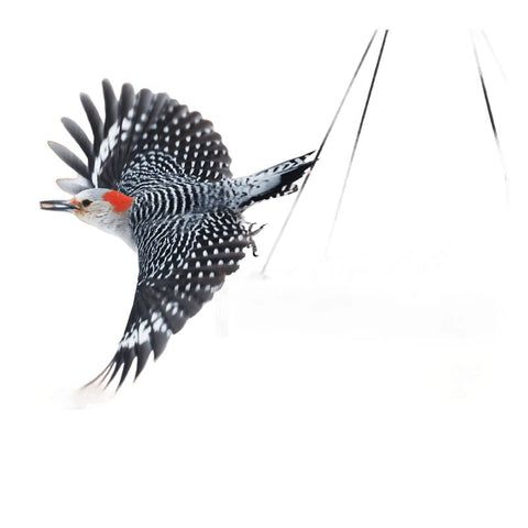 Feathered Friend Birdsnack 14390 Sunflower Seed Wild Bird Food, 5 lb, Blended, Bag