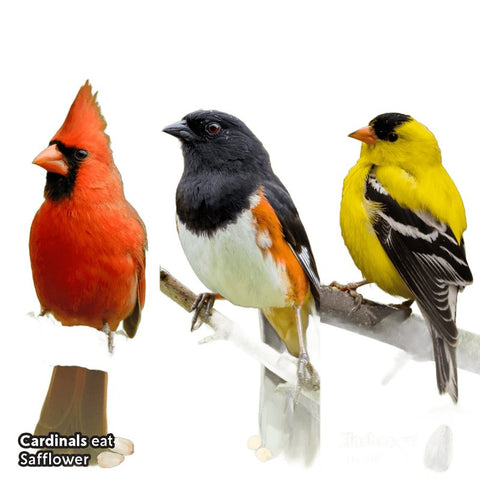Feathered Friend Flyers' Choice 14399 Safflower Seed Wild Bird Food, 16 lb, Premium, Blended, Bag