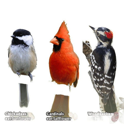 Feathered Friend 14393 Safflower Seed Fruit and Nut Wild Bird Food, 16 lb, Premium, Blended, Bag