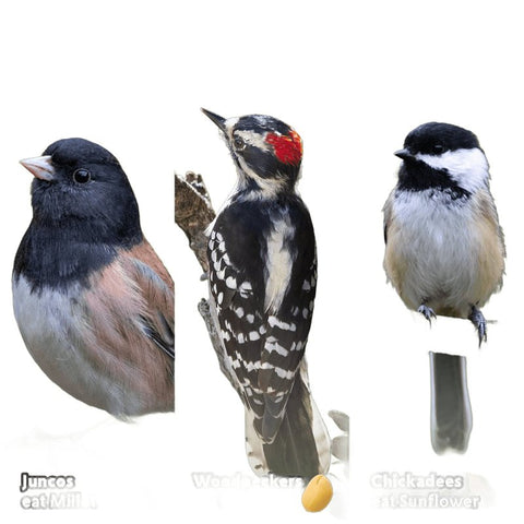 Feathered Friend Shell-less Select 14397 Sunflower Kernel Wild Bird Food, 5 lb, Premium, Blended, Bag