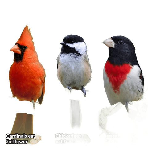 Feathered Friend Cardinals' Choice 14395 Safflower Seed Wild Bird Food, 16 lb, Premium, Blended, Seed, Bag