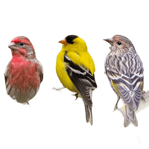 Feathered Friend Finch Delight 14396 Sunflower Kernel Wild Bird Food, 5 lb, Blended, Bag