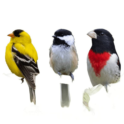 Feathered Friend 14414 Sunflower Hearts, 20 lb, Bag