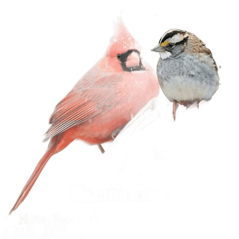 Feathered Friend 14420 Safflower Seed Wild Bird Food, Straight, Seed, 16 lb Bag