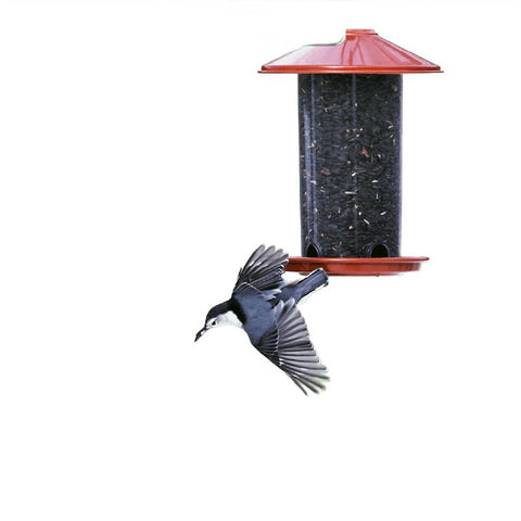 Feathered Friend 14421 Black Oil Sunflower Seed Wild Bird Food, Straight, Seed, 20 lb Bag