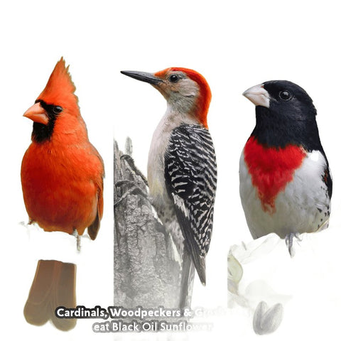 Feathered Friend 14422 Black Oil Sunflower Seed Wild Bird Food, Straight, Seed, 40 lb Bag