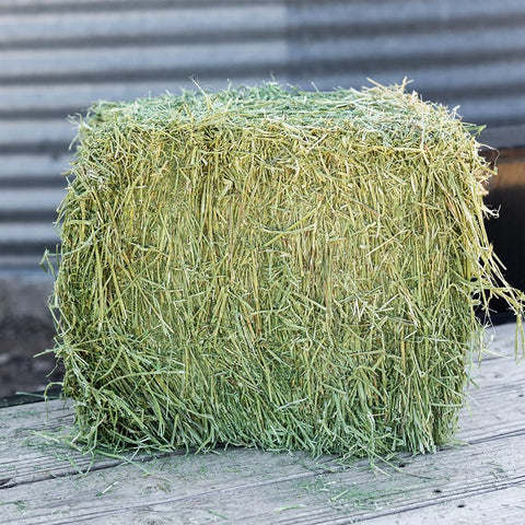 Standlee Premium Alfalfa 1500-20021-0-0 Horse Supplement, Compressed Bale, 50 lb Bale