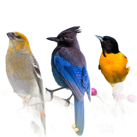 Audubon Park 13768 Sunflower Seed Orange Flavored Suet, 11.25 oz, Box, Pack of 12