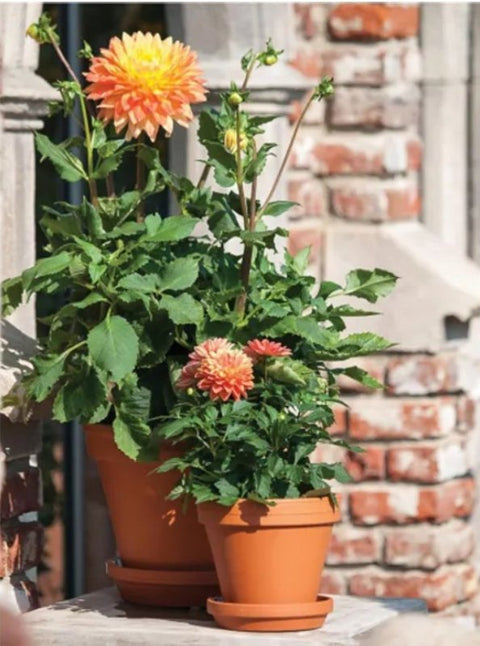 Ceramo S-8 Standard Pot, 7-3/4 in Dia, 6-3/4 in H, Flower Design, Red Clay, Pack of 12
