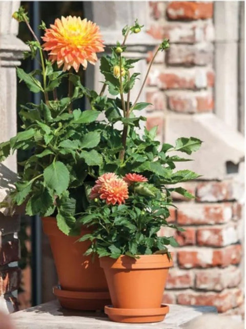 Ceramo S-6 Pot, 6 in Dia, 5-1/4 in H, Flower Design, Red Clay, Pack of 16