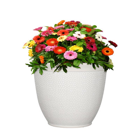 L&G 13 in. H X 16 in. D Polyresin Shea Planter White