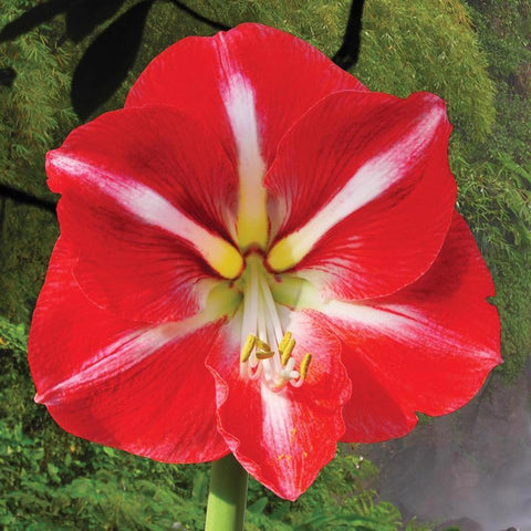 DeGroot Amaryllis Gift Box Bulb Kit 1 pk, Pack of 12