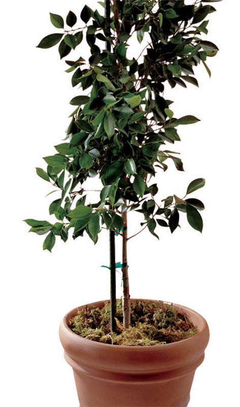 Gardener's Blue Ribbon Green Steel Plant Support 6 ft. H x 1/5 in. L x 5/8 in. W