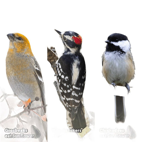 Border Concepts Athena Series IPA120625 Locking Top Birdbath Assortment, Modern, Pack of 12