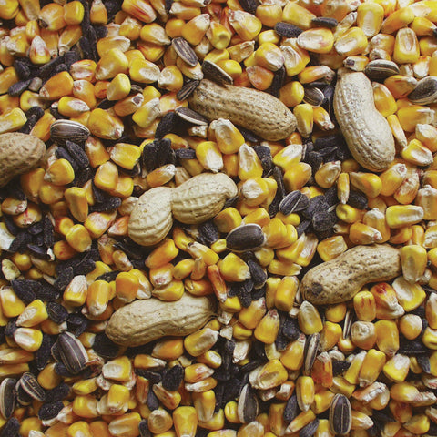 Kaytee Squirrel & Critter Assorted Species Corn Squirrel and Critter Food 10 lb, Pack of 4