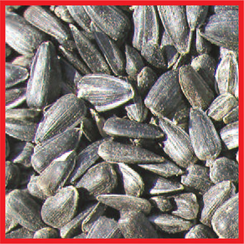 Cole's Assorted Species Black Oil Sunflower Wild Bird Food 8 lb