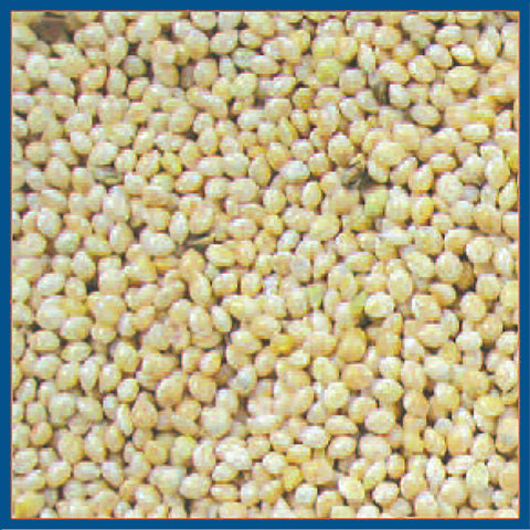 Cole's Assorted Species White Millet Wild Bird Food 20 lb