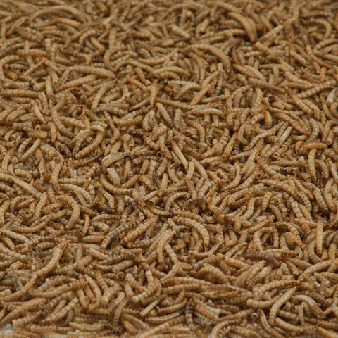 Kaytee Songbird Dried Mealworm Mealworms 17.6 oz, Pack of 4