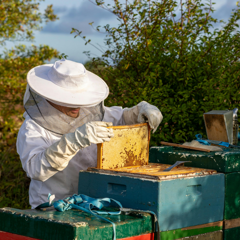Beekeeping In Farm & Ranch