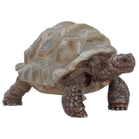 Schleich Wild Life Giant Tortoise Toy Beige/Brown, Pack of 5