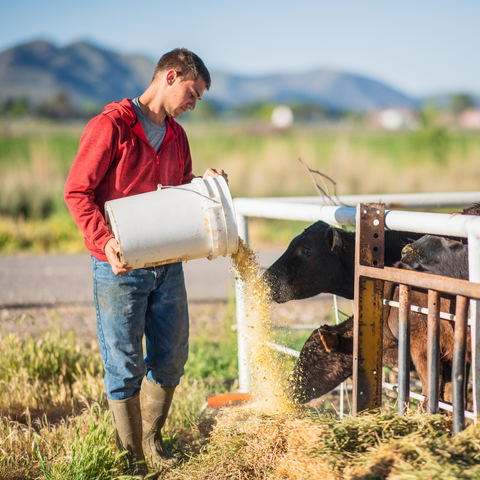 Livestock Care & Supplies In Farm & Ranch