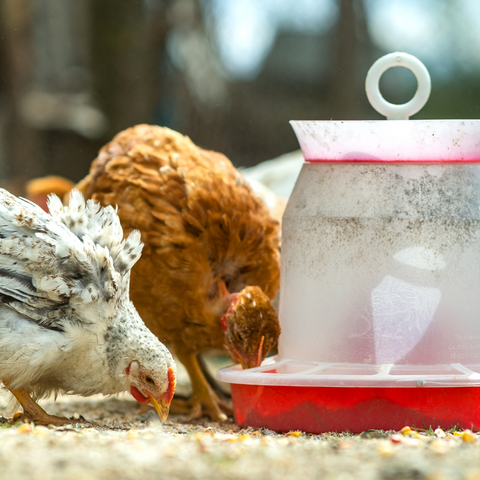 Poultry Care & Supplies In Farm & Ranch