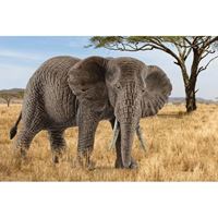 Schleich-S 14761 Figurine, 3 to 8 years, Female African Elephant, Plastic 